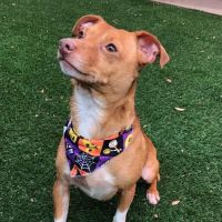 Rice Village Animal Hospital ico