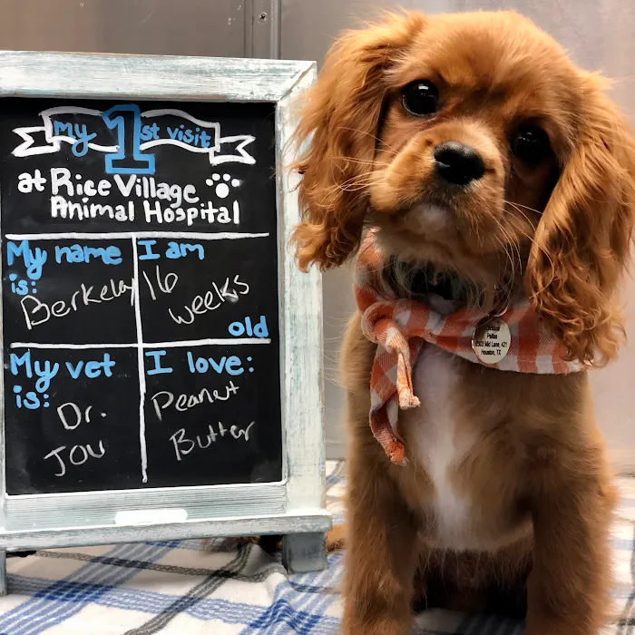 Rice Village Animal Hospital 12