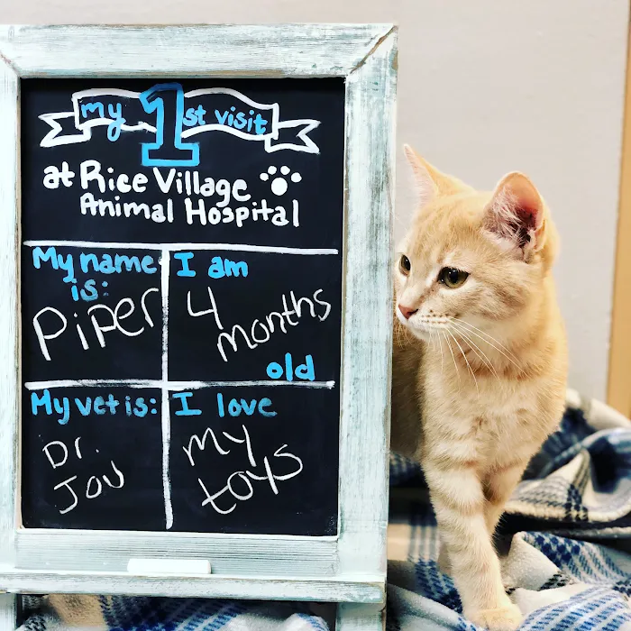 Rice Village Animal Hospital 12