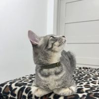Dexter and Evie Veterinary Clinic + Urgent Care ico
