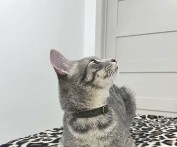 Dexter and Evie Veterinary Clinic + Urgent Care