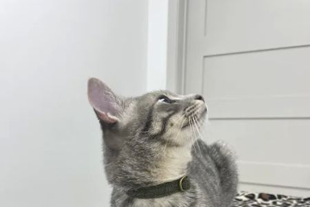 Dexter and Evie Veterinary Clinic + Urgent Care