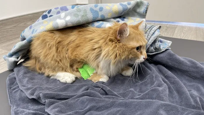 Dexter and Evie Veterinary Clinic + Urgent Care 9