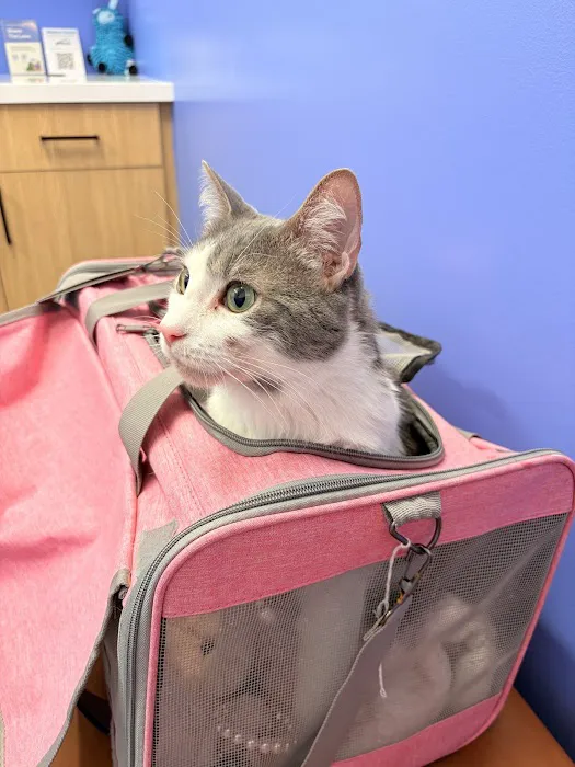 Modern Animal Veterinary Care 12