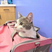 Modern Animal Veterinary Care ico