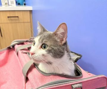 Modern Animal Veterinary Care