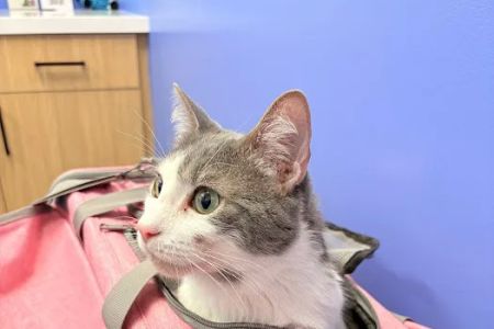 Modern Animal Veterinary Care