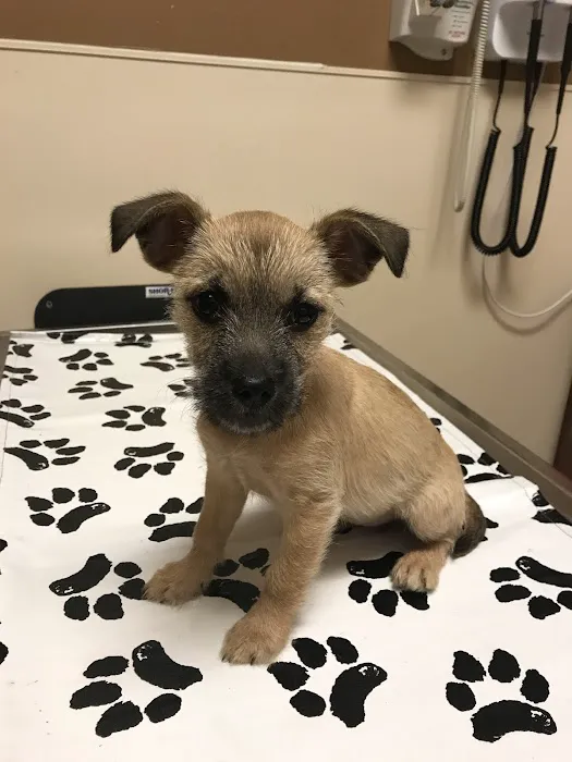 VCA Spring Branch Animal Hospital 12