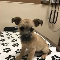VCA Spring Branch Animal Hospital ico