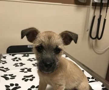 VCA Spring Branch Animal Hospital