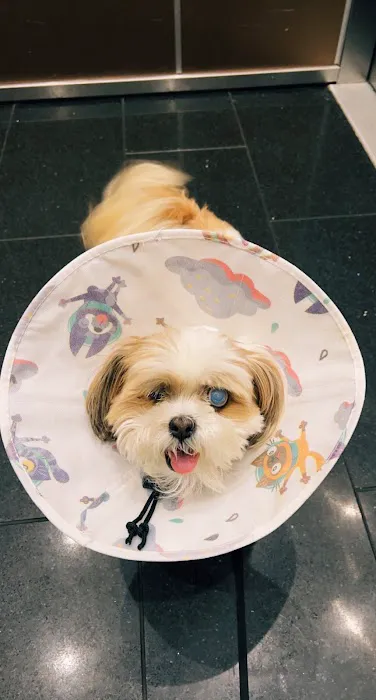 VCA Spring Branch Animal Hospital 12