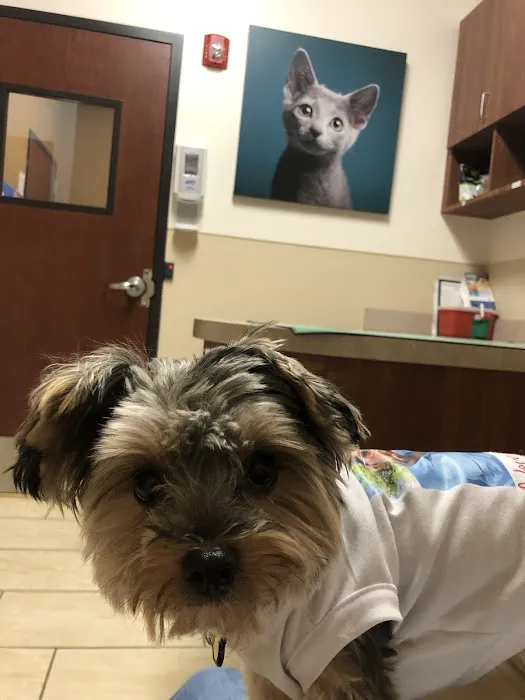 VCA Spring Branch Animal Hospital 12