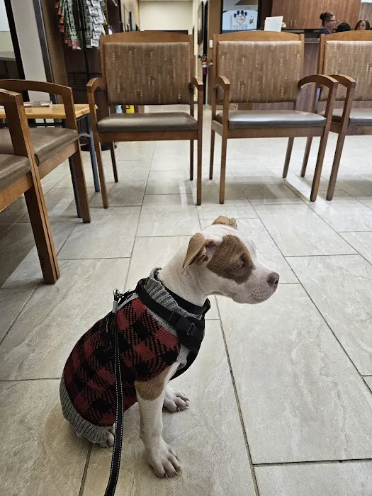 VCA Spring Branch Animal Hospital 12