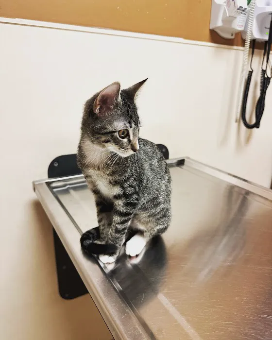VCA Spring Branch Animal Hospital 12