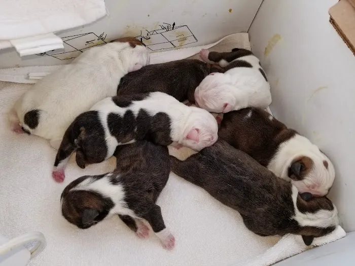 Brittmoore Animal Hospital 12