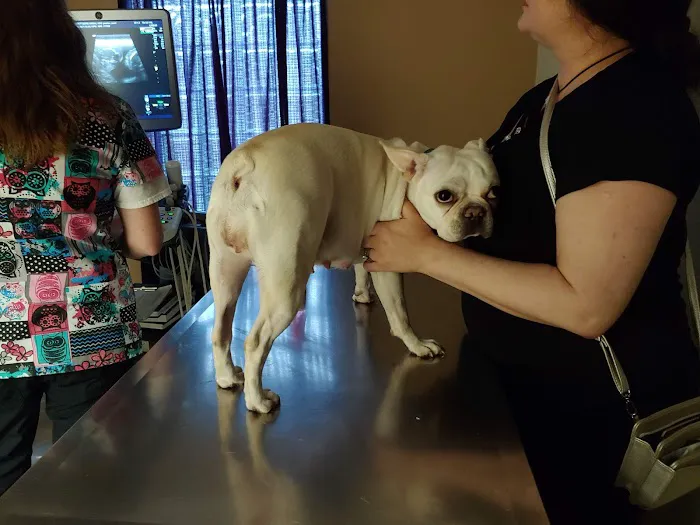 Brittmoore Animal Hospital 12