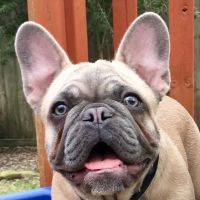 Brittmoore Animal Hospital ico