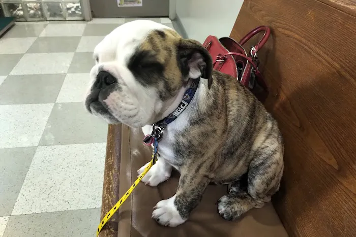 Brittmoore Animal Hospital 12