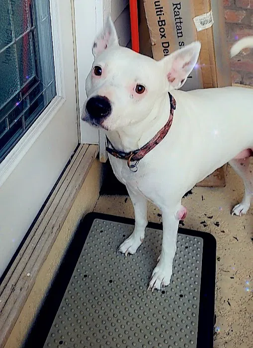 Tanner Lakes Animal Clinic 12