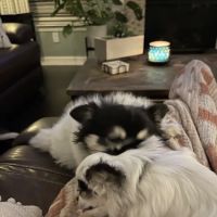 Tanner Lakes Animal Clinic ico