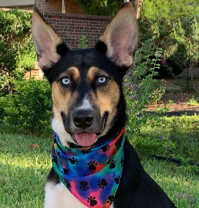Jersey Village Animal Hospital 12