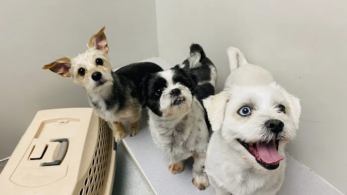 VCA Jones Road Animal Hospital 12