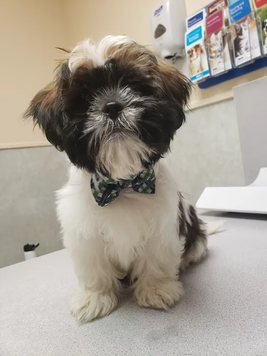 VCA Jones Road Animal Hospital 12