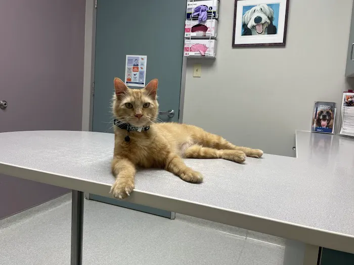 VCA Jones Road Animal Hospital 12
