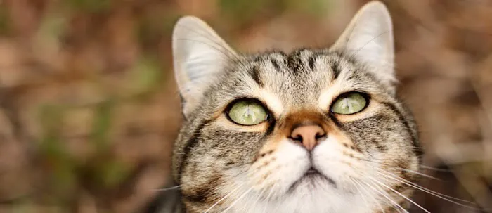 Memorial Cat Hospital 12