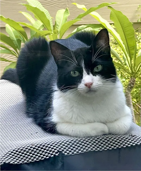 Memorial Cat Hospital 12