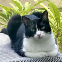 Memorial Cat Hospital ico