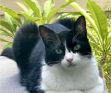 Memorial Cat Hospital
