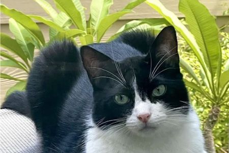 Memorial Cat Hospital