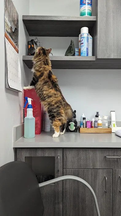 Memorial Cat Hospital 12