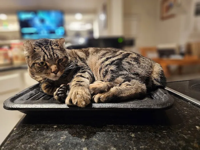 Memorial Cat Hospital 12