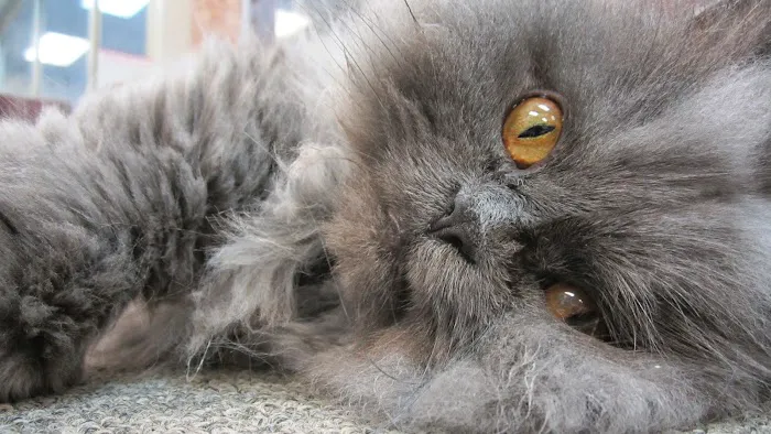 Memorial Cat Hospital 12