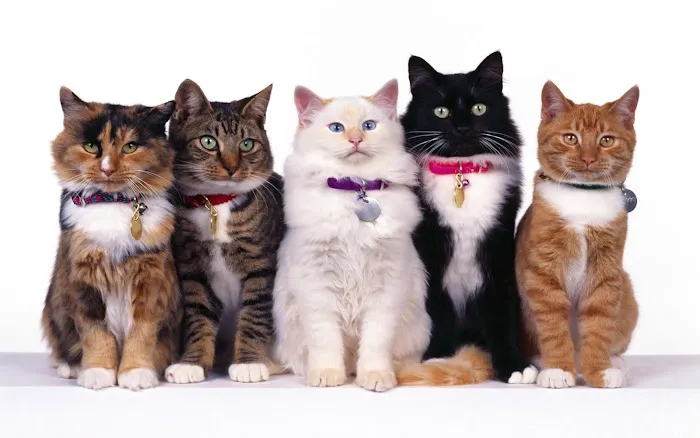 Memorial Cat Hospital 12