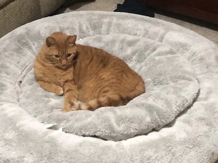 Memorial Cat Hospital 12