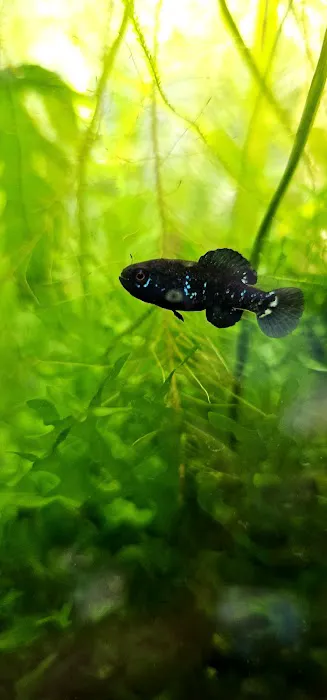 Aquatic Innovation 1