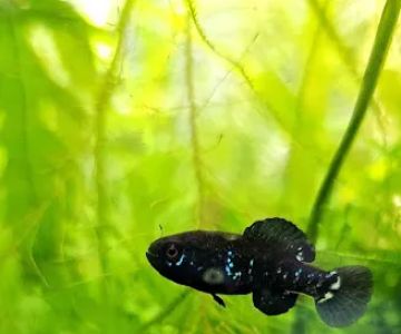 Aquatic Innovation