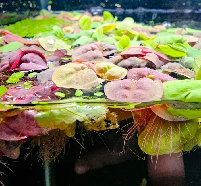 Aquatic Innovation 5