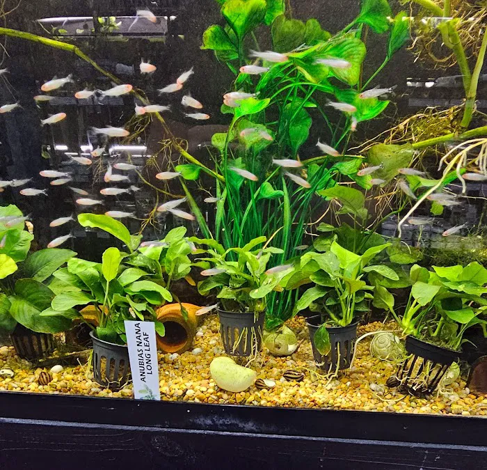 Aquatic Innovation 9
