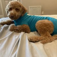 Memorial Town and Country Animal Clinic ico