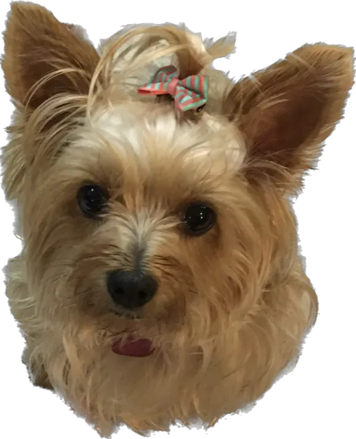 Memorial Town and Country Animal Clinic 12