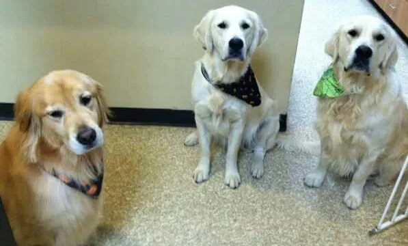 Memorial Town and Country Animal Clinic 12