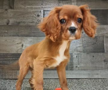The Family Puppy of Genesee Valley Center