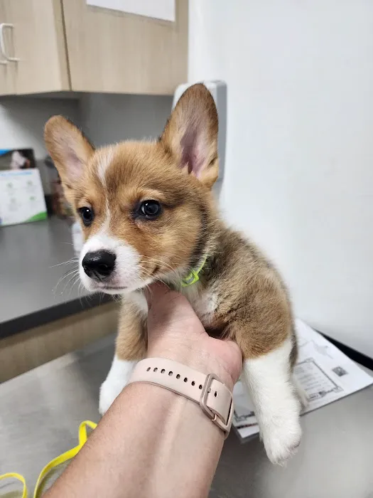 Thrive Pet Healthcare - Eldridge 12