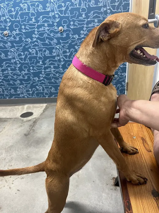 Thrive Pet Healthcare - Eldridge 12