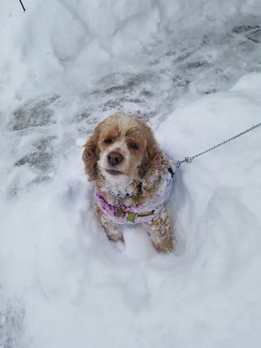 Thrive Pet Healthcare - Eldridge 12