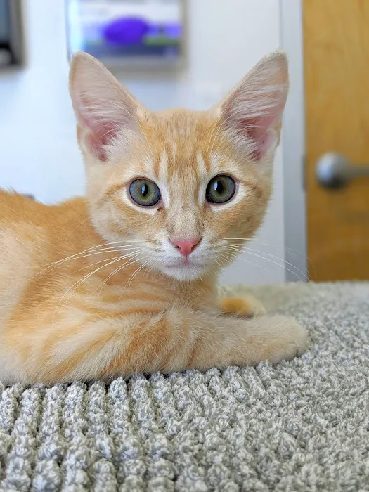 Thrive Pet Healthcare - Eldridge 12